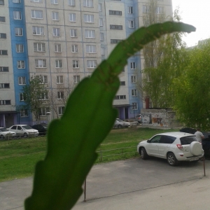 Эпифиллюм