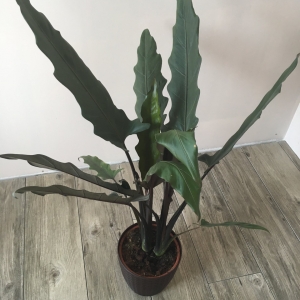 Lauterbachiana