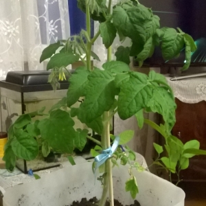 Мои растюшки
