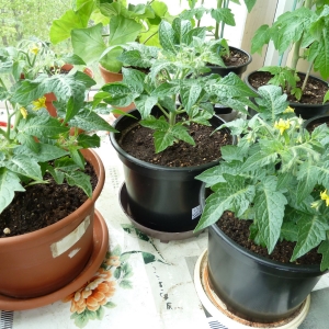 томаты Бонсай микро F1