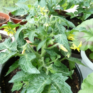 томат Бонсай микро F1