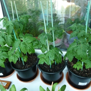 томаты Балконное чудо