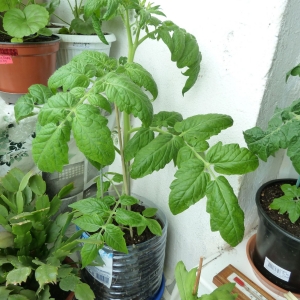 томат Бонсай