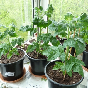 томаты 4 лета Оранжевая шапочка