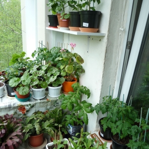 томаты и цветы на балконе