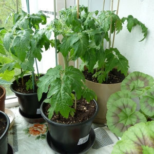 томаты Балкони Ело F1 жёлтые