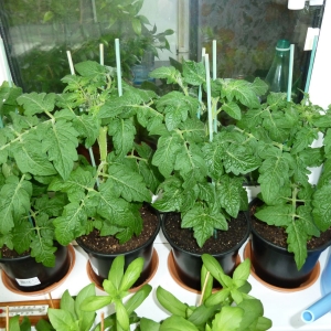 томаты Балконное чудо