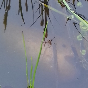 водомерка в пруду