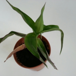 Незнакомец