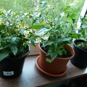 томаты Бонсай микро F1 - 12 недель от всходов