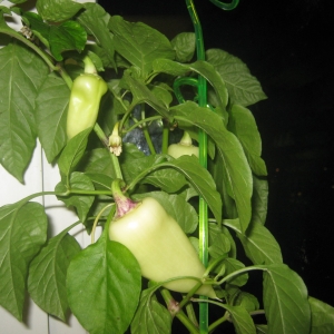 Перец сладкий