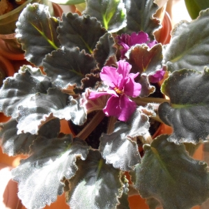 Фиалка Ян-Талисман