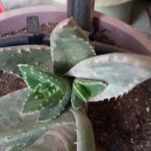 Aloe Distans