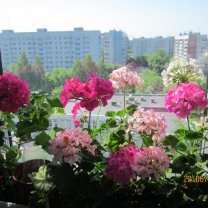 Гераневое разноцветье
