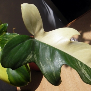 Philodendron Magic mask