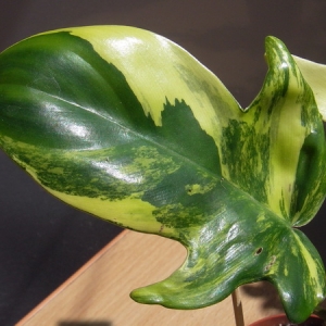 Philodendron Magic mask