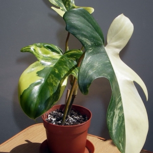 Philodendron Magic mask