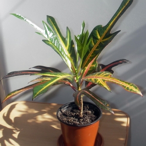 Codiaeum Irene Kingsley