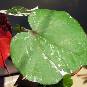 Hibiscus tiliaceus