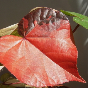 Hibiscus tiliaceus