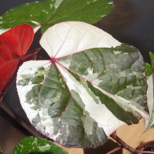 Hibiscus tiliaceus