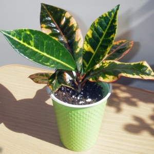 Codiaeum variegatum