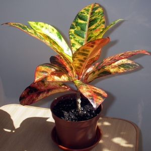 Codiaeum variegatum