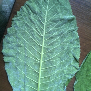 Что это за растение