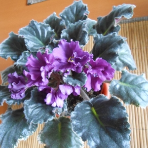 Фиалка Ян-Талисман