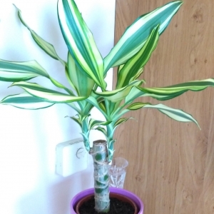 Golden Dracena