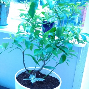 Несущие позитив