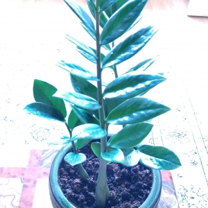 Zamioculcas