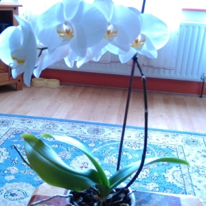 Орхидея