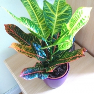 Кротон(Codiaeum)