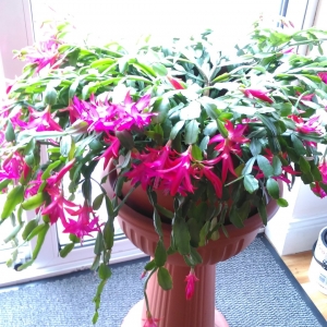 Schlumbergera(декабрист)
