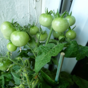 томаты Балконное чудо