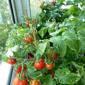 томаты Бонсай микро F1