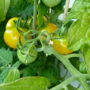 томаты Балкони Ело F1