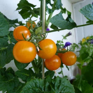 томат Микрон оранжевый