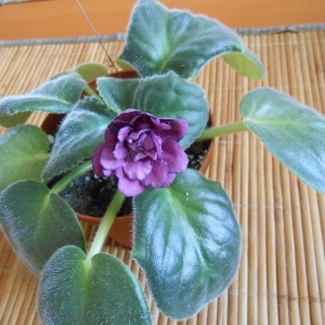 Фиалка Чары