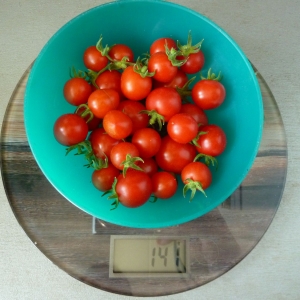 немного помидоров с кустика