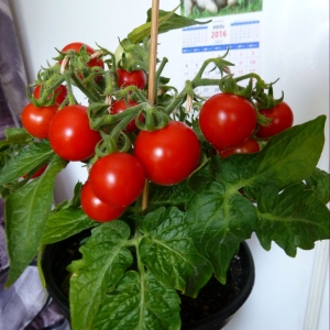 томаты Бонсай микро F1