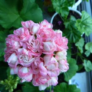 цветёт розоцветная пеларгония Denise