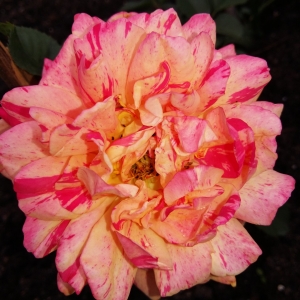 Роза Caribia.
