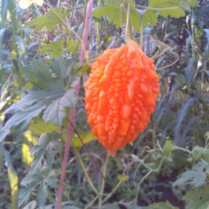 Оранжевое чудо