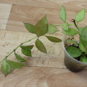 Hoya lacunosa