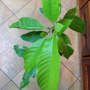 Михелия альба (Michelia x alba)