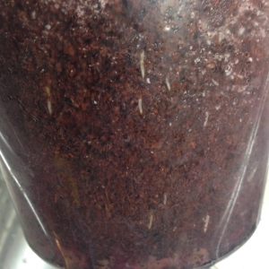 Михелия альба (новые корни)