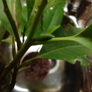 Бутон на Михелии альба