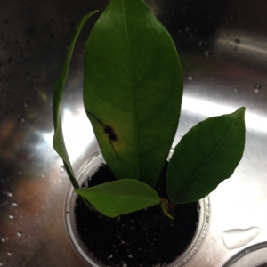 Michelia figo var. skinneriana